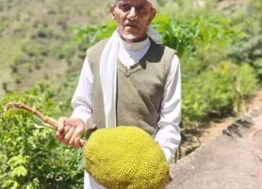 فاكهة الجاك فروت تعز