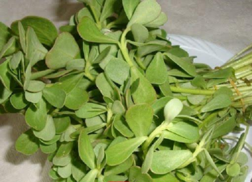  نبتة جهنمية تقضي على الورم تماما تنمو في فصل الشتاء.. تعرف عليها