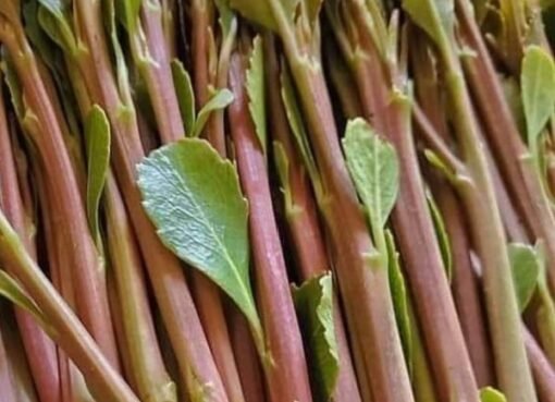 أول محافظة جنوبية تمنع دخول القات وتشكل كتيبة عسكرية لهذا الغرض..تفاصيل أول محافظة جنوبية تمنع دخول القات وتشكل كتيبة عسكرية لهذا الغرض..تفاصيل