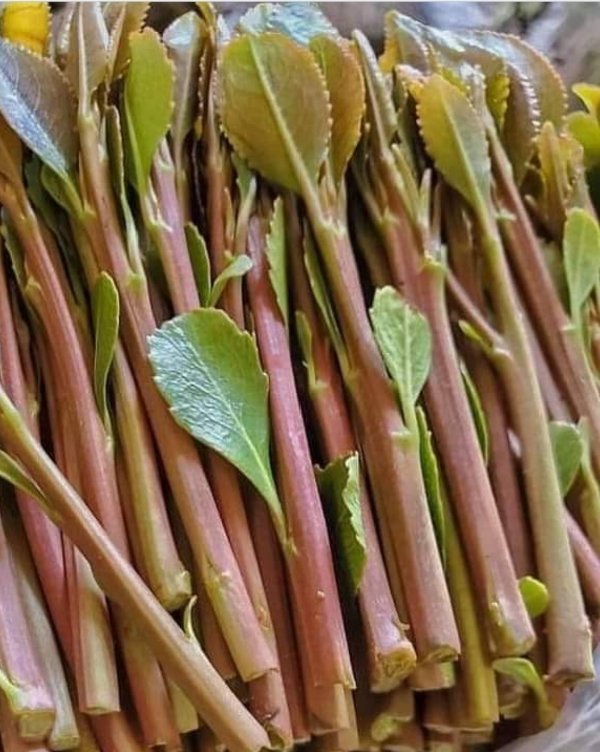 أول محافظة جنوبية تمنع دخول القات وتشكل كتيبة عسكرية لهذا الغرض..تفاصيل