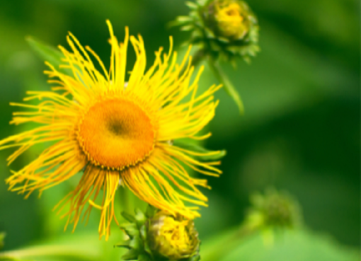 وداعا لإبر الانسولين.. اغرب انواع الزهور النادره تعالج مرض السكري التراكمي (تعرف عليها)