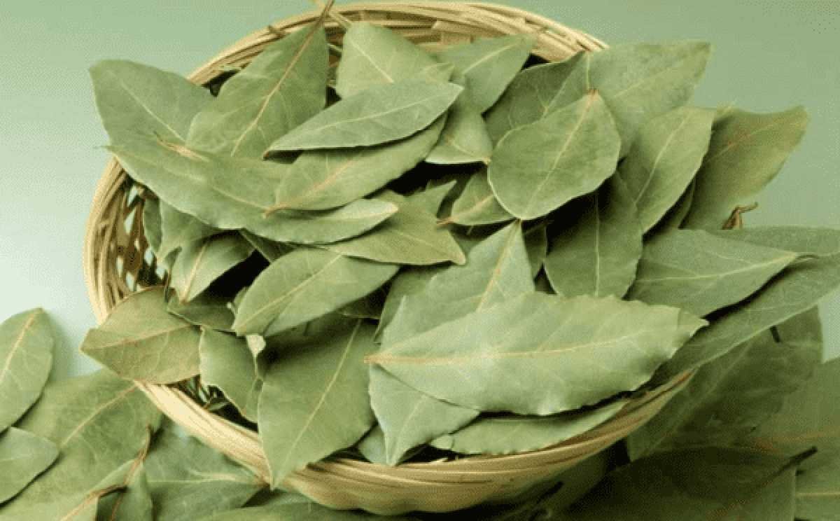 معجزة ربانية لطرد الشياطين والطاقة السلبية من المنزل بهذه العشبة السحرية