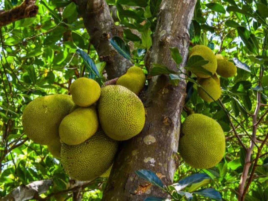 تعرف على قصة الشاب اليمني الذي نجح بزراعة وإنتاج فاكهة نادرة في تعز بسعر 12 الف جنيه مصري للثمرة الواحدة