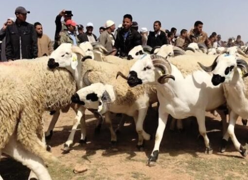 دولة عربية تقرر إلغاء «أضحية» عيد الأضحى..من تكون