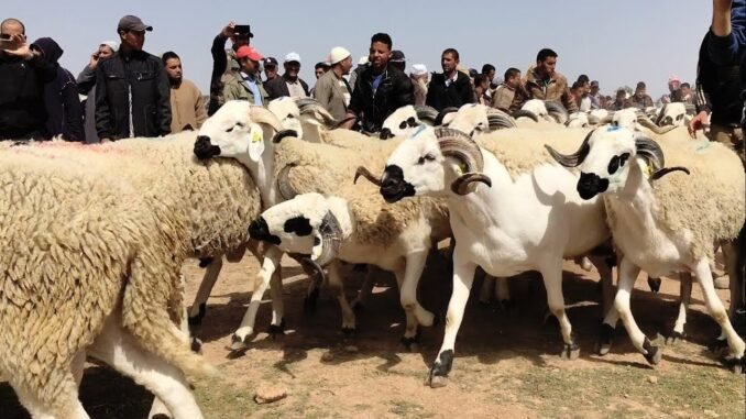 دولة عربية تقرر إلغاء «أضحية» عيد الأضحى..من تكون