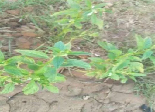 محافظة يمنيه تحقق إنجازًا زراعيًا جديدًا.. شاهد