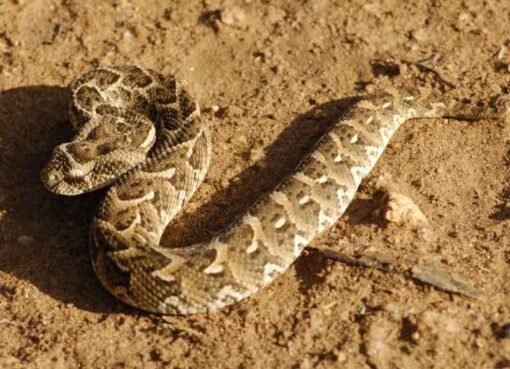 في محافظة يمنية.. أفعى سامة تثير القلق وهذا ما احدثته بأحد المواطنين ـ صور