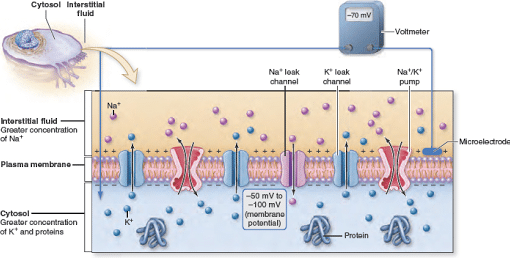 معجزة طاحونة المعدة وأعجوبة الغشاء الخلوي