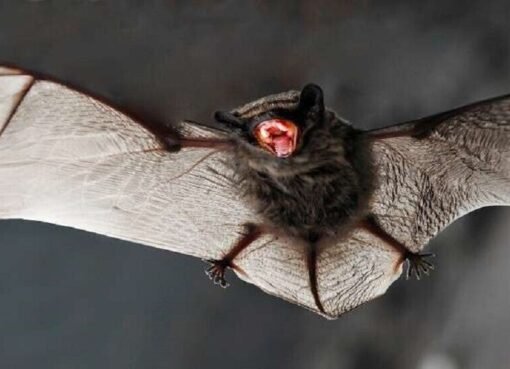 علماء صينيون يكتشفون فيروساً جديداً لدى الخفافيش!