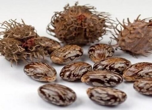 طروق استعمال حب الملوك كعلاج بديل للمعدة والإمعاء؟ إليكم التفاصيل