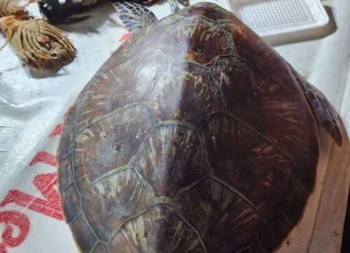 عدن.. سلحفاة خضراء نادرة للبيع شاهد الصورة