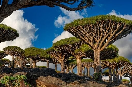 لهذا السبب…جزيرة سقطرى المكان الأكثر غرابة على وجه الأرض