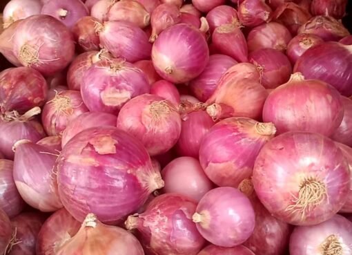 6 دول خليجية وعربية جديدة تستقبل شحنات تصدير البصل اليمني إلى أسواقها.. أسماء الدول      