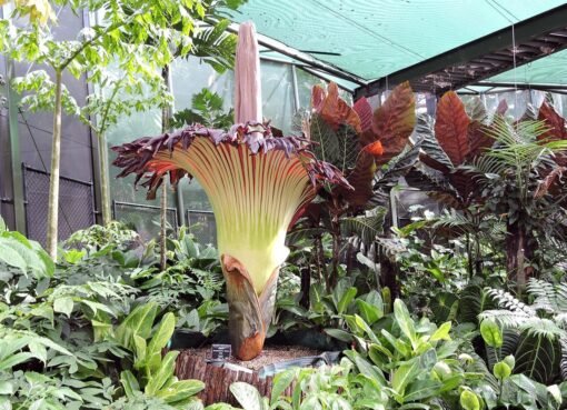 استراليا ظهور زهرة كريهة الرائحة بشكل غير عادي للمرة الثالثة