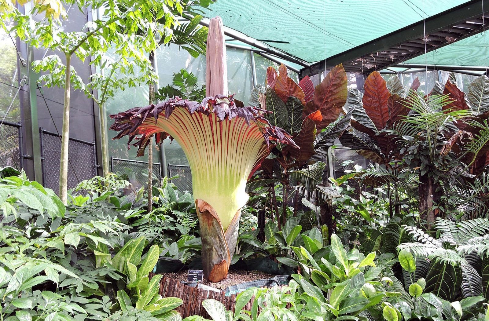 استراليا ظهور زهرة كريهة الرائحة بشكل غير عادي للمرة الثالثة