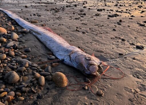 سمكة نادرة تظهر على شاطئ الكناري وتثير مخاوف من كارثة قادمة