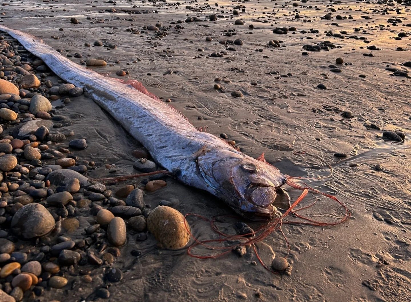 سمكة نادرة تظهر على شاطئ الكناري وتثير مخاوف من كارثة قادمة