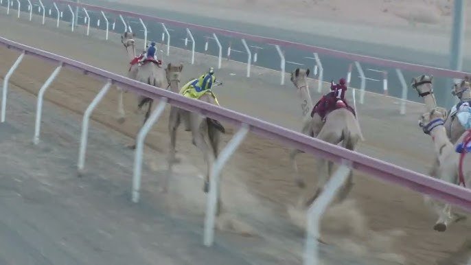 شابة يمنية تحقق المركز الثاني في سباق الإبل بالسعودية.. شاهد