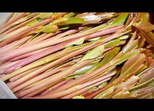 سعودي مسن يصيب بالسحر وتحوله إلى شخص آخر تماما بسبب عشبة يمنية .. لن تتوقع ماهي ؟