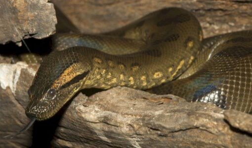 أفعي اناكوندا تبتلع رجلا بالكامل وعندما وصل لمعدتها حدثت المفاجأة!