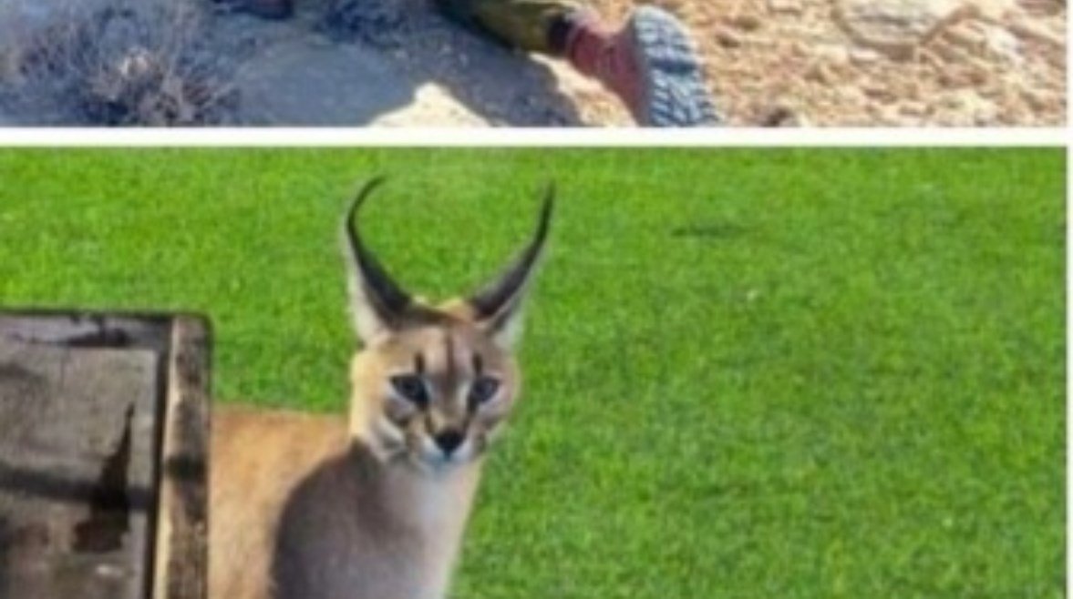 "رعب في إسرائيل" … حيوان الوشق المصري يهاجم جنود الجيش الإسرائيلي