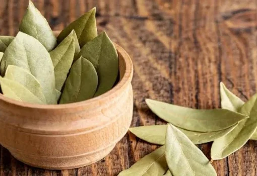 أخصائية تغذية تحذر من تناول أوراق الغار وتكشف عن عواقب ابتلاعها