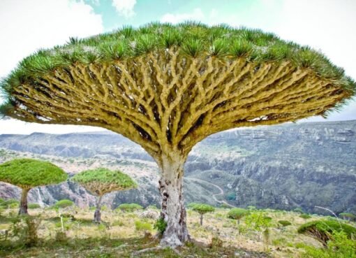 السعودية تفتتح مشروعًا ضخمًا في جزيرة سقطرى اليمنية يغير شكل الجزيرة ويجعلها وجهة سياحية فريدة