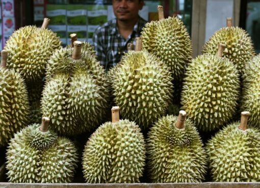 إكتشف الفاكهة الأغلى في العالم والتي تنمو في دولتين فقط!