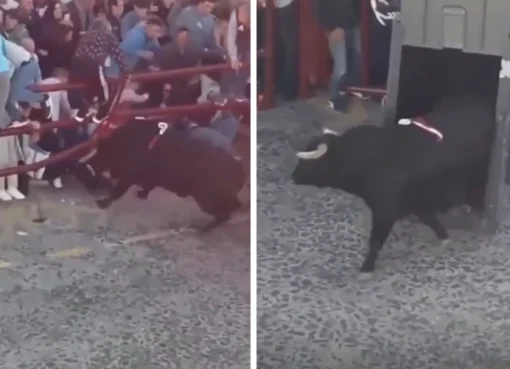 مشهد مرعب: ثور هائج يحطم الحواجز ويهاجم الجمهور في إسبانيا