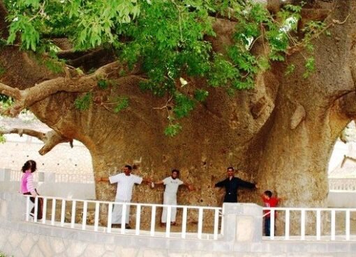 "انشقاق مفاجئ لشجرة الغريب في تعز – لغز الطبيعة يحير الجميع!"