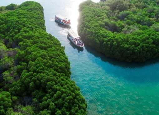 جزيرة فرسان: لؤلؤة البحر الأحمر وسحر الطبيعة في السعودية