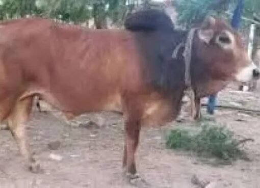 "هدية غريبة: خياط يمنح ثورًا لنجل شيخ قبلي والسبب كوت!"