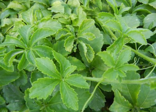 العشبة المعجزة: شراب صحي يزيل السموم ويعزز صحة الجسم