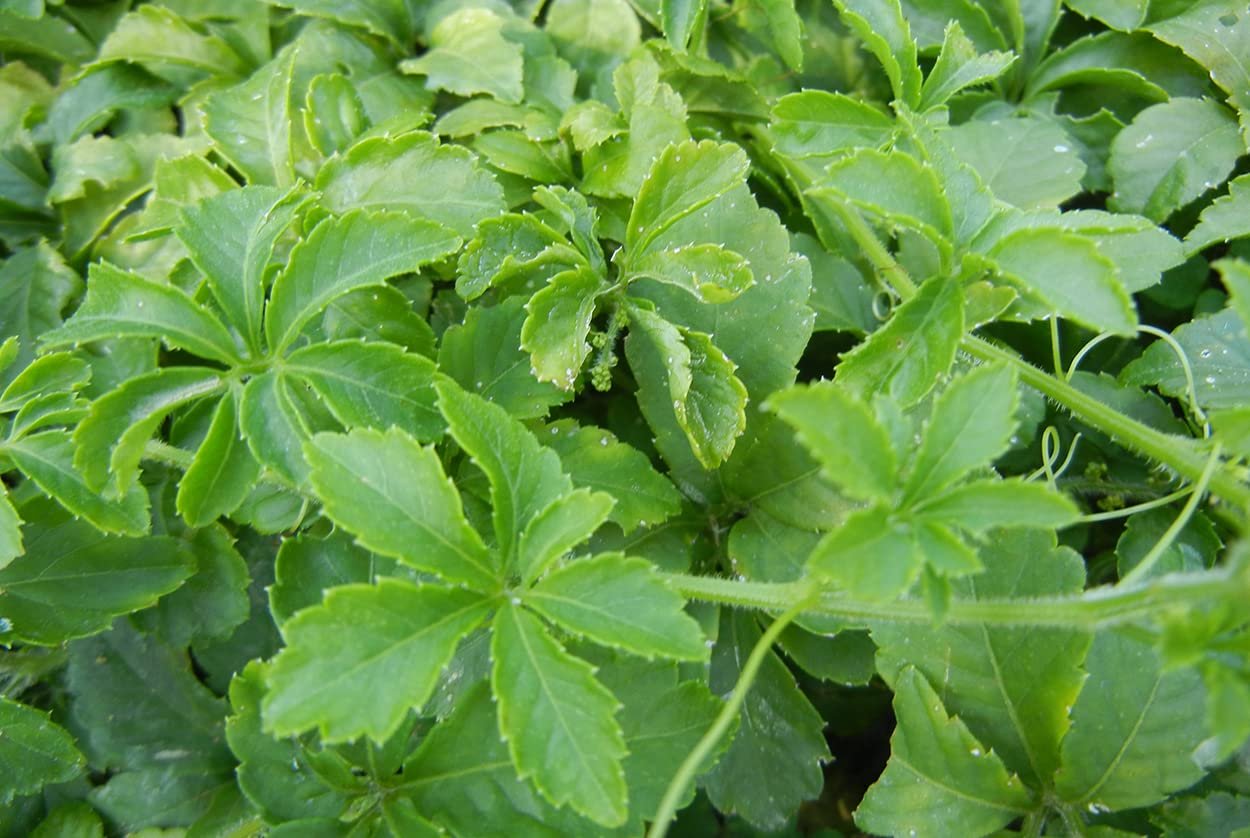 العشبة المعجزة: شراب صحي يزيل السموم ويعزز صحة الجسم