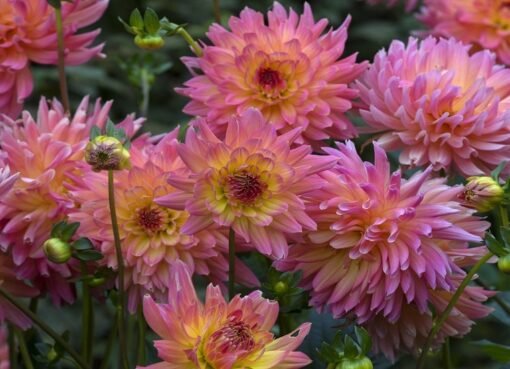 اكتشاف مذهل: زهرة تخفض مستوى السكر في الدم!