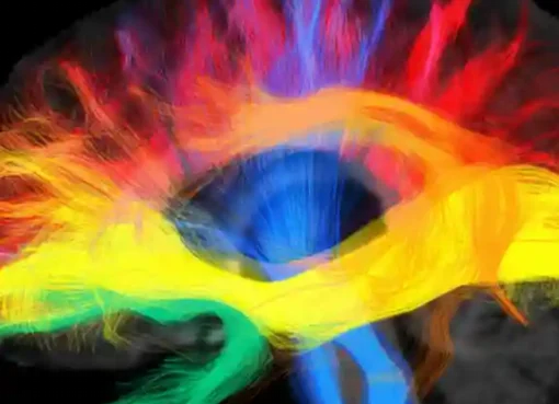 لن تصدق..ما الذي يحدث في دماغك عند تعلم لغات متعددة؟