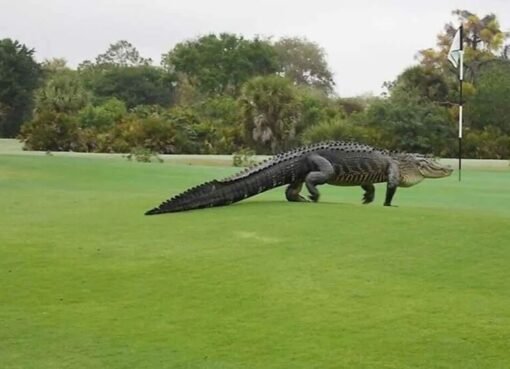 شاهد..تمساح ضخم يفاجئ اللاعبين باقتحامه مباراة غولف (فيديو)