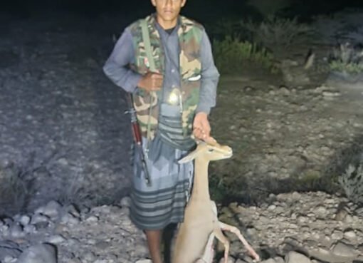 "صيد نادر في أبين: العثور على حيوان مهدد بالانقراض يثير الاهتمام"