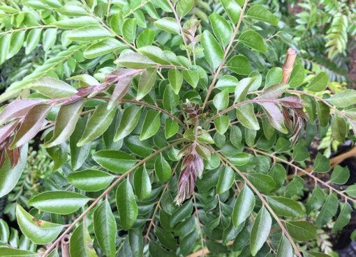 عشبة هندية مذهلة: تخفض السكر وتحسن وظائف الكبد والكلى بسرعة فائقة