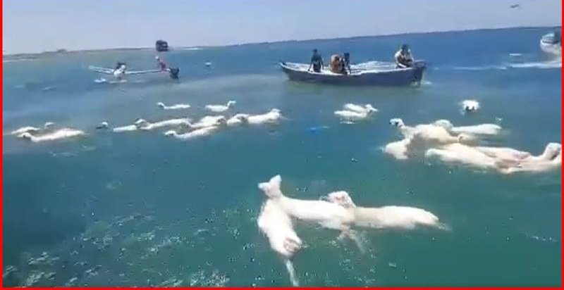 في مشهد غير مألوف.. الصيادون اليمنيون يستبدلون الشباك بالحبال لاصطياد الأغنام من قلب البحر!
