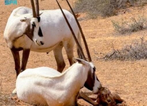 مشهد مذهل: ولادة المها العربي في القصيم تُعيد الأمل للحياة البرية.