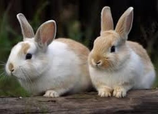 حادثة غريبة: أرنب يتسبب في حريق بمحرك طائرة مكتظة بالركاب