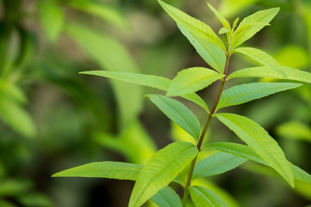 سر الشفاء في مطبخك: هذه العشبة المعجزة "صيدلية متكاملة" للصحة والعافية!