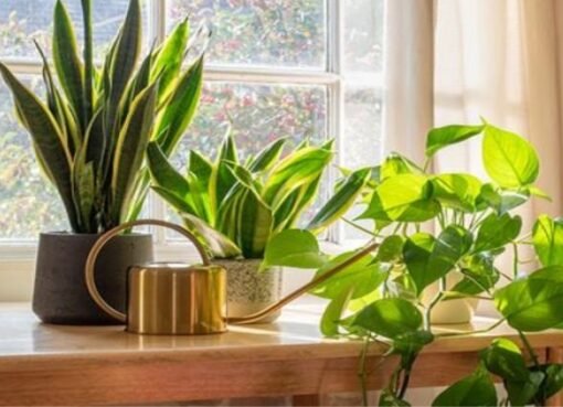 تخلص منها الآن: 8 أشياء في منزلك تجلب الفقر.. اعرفها واطردها فوراً!