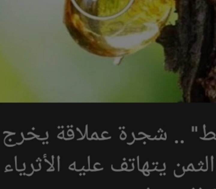 كنز مخفي داخل جذوع الأشجار.. مادة نادرة تجذب أثرياء العالم!