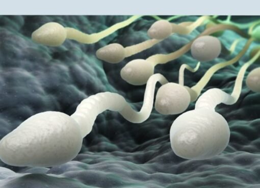 مخاطر خفية في مطبخك: دراسة تكشف عن "غذاء قاتل للخصوبة" يضعف قدرة الرجال على الإنجاب!