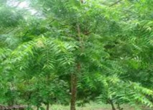 كنز الطبيعة في اليمن: مواطن يوثق الفوائد المذهلة لشجرة النيم