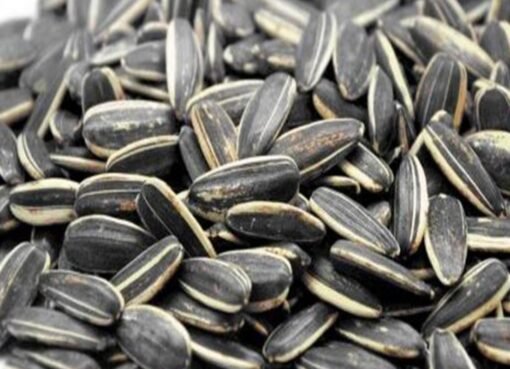 وداعًا للتعب: اكتشف كيف يُعيد اللب السوري الحيوية لجسمك في بضعة أيام فقط!