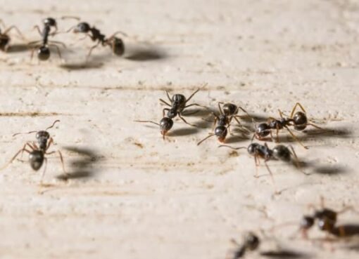 بمكونات بسيطة.. الحل النهائي لمشكلة النمل في الصيف!