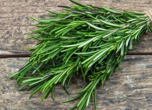 ثورة في عالم الذاكرة: عشبة سحرية تنهي الزهايمر والنسيان وتُشعل التركيز.. اكتشفها الآن!